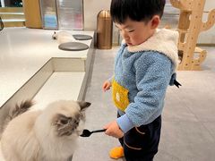 -飞行喵MR PILOT|猫舍·猫咖(静安大融城店)