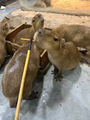 -Zoolung Zoolung动物主题公园(海信广场店)