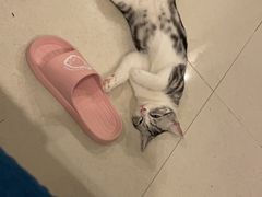 -佳雯宠物医院(金华南路分院)