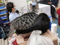 -北京赛佳动物医院