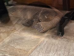 -猫咪博物馆(顶澳仔猫街店)