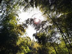 -杭州半山国家森林公园