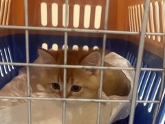 -四月宠物医院·猫专科·心脏专科·内科(转塘店)
