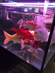 iphone_upload_pic-周忆刺青原创设计定制