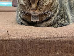 -猫的天空之城概念书店(杭州南宋御街店)