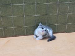 -帕帕拉兹宠物(亚洲旗舰店)