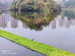 -重庆彩云湖湿地公园