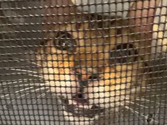 -瑞派·关忠动物医院·猫专科·犬专科(三环新城店)