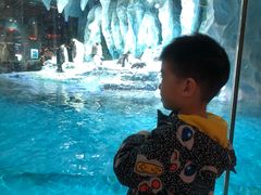 -帝企鹅自助餐厅•儿童岛•真企鹅(长隆企鹅酒店)