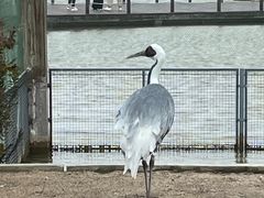 -盐城丹顶鹤湿地生态旅游区