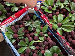 -上海农产品中心批发市场-停车场