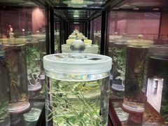 -广东中医药博物馆