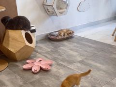 -楼上猫咖(罗湖店)