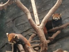 -武汉动物园