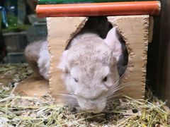 -藦茜花园宠物主题亲子互动体验馆(国顺东路店)