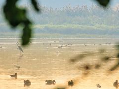 -大湾区中央湿地公园