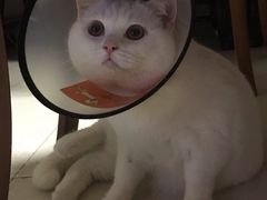 -荔康动物医院(康王北路店)