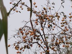 -三里河公园