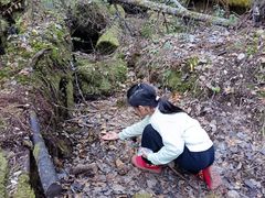 -五营红松林海景区