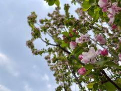 -海棠花溪(元大都城垣遗址公园)