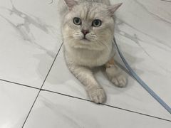 -艾吉宠物医院·疑难杂症转诊中心·猫友好(碧江路院)