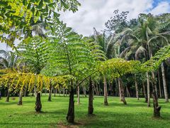 -中国科学院西双版纳热带植物园