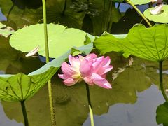 -荔湾湖公园