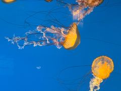 -太平洋海底世界