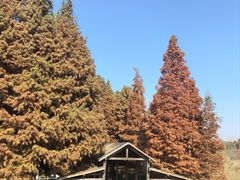 -溱湖国家湿地公园