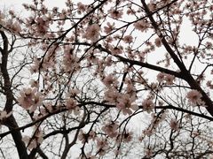 -桃花堤公园