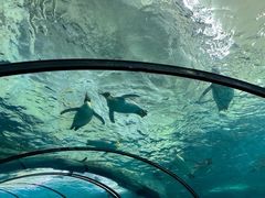 -珠海长隆海洋王国