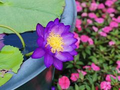 -广州莲花山旅游区