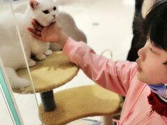 -COLOR PETS 撸猫馆·购猫·猫咖(长风大悦城店)
