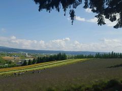 -富田农场