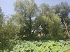 -盆景园(扬州大运河文化旅游度假区)