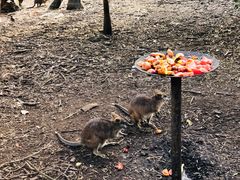 -费瑟代尔野生动物园