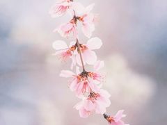 -桃花堤公园