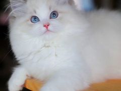 -Heymao猫咖.咖啡厅(东门店)
