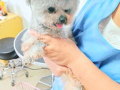 -宠爱多约克夏马尔济斯泰迪小型犬专卖
