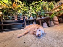 -自由生长植物工作室(深港花卉中心店)