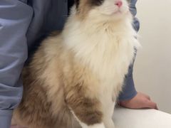 -瑞派康怡24h宠物医院·犬猫医疗中心·微创绝育(瑞景分院)