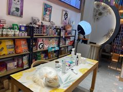 -山宅一喵德文卷毛猫舍