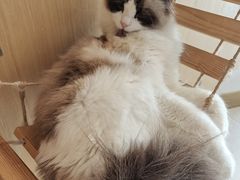 -飞行喵MR PILOT|猫舍·猫咖(静安大融城店)