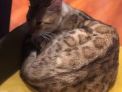 -猫小院猫主题咖啡厅(北锣店)
