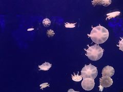 -深圳野生动物园