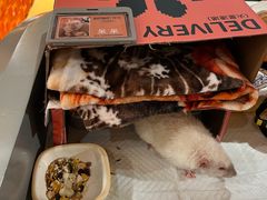 -MARSMART PETS火星宠物超市(1733店)