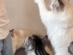 -有喵·猫咖·狗咖·30几只猫10只小狗(岗厦店)