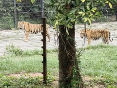 -深圳野生动物园