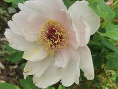 -洛阳市隋唐城遗址植物园