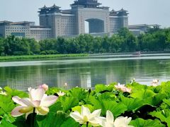 -莲花池公园